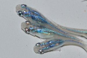 画像4: 534　　ブラックオパールシャドー（普通体型）  　Мサイズ  6匹