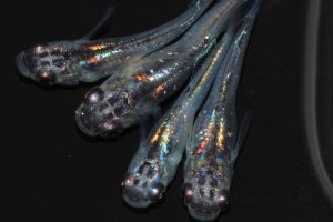 画像1: 530　サマーセール！虹彩変化強！宝鱗無双（ヒカリ体型）　Мサイズ  4匹