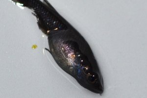 画像2: 543　サマーセール！　スーパーブラック（普通体型）LМサイズ  8匹