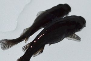 画像1: 543　サマーセール！　スーパーブラック（普通体型）LМサイズ  8匹