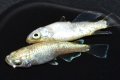 546　サマーセール！ミルキーゴールドティアラ（普通体型）  　Lサイズ  1ペア