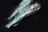540　サマーセール！有望美麗！　月虹スパンコール（ヒカリ体型）　Lサイズ  1ペア