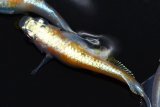 538　サマーセール！特選美麗！紅白・Japan　（普通体型） Lサイズ  3匹