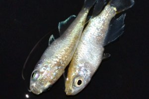 画像2: 546　サマーセール！ミルキーゴールドティアラ（普通体型）  　Lサイズ  1ペア