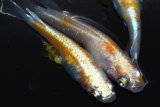 538　サマーセール！特選美麗！紅白・Japan　（普通体型） Lサイズ  3匹