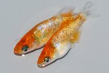 551　　サマーセール！ラメ美麗！レッドティアラ（ヒカリ体型）  　Lサイズ  1ペア