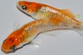 551　　サマーセール！ラメ美麗！レッドティアラ（ヒカリ体型）  　Lサイズ  1ペア