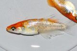 551　　サマーセール！ラメ美麗！レッドティアラ（ヒカリ体型）  　Lサイズ  1ペア