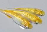 550　サマーセール！特上個体！レモンティアラ・シトロン（普通体型） 　LМサイズ  3匹
