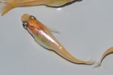 547　サマーセール！ＮＥW！ピンクローズメタル（ヒカリ体型） LМサイズ・3匹