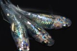 557　サマーセール！ 虹彩変化強！非透明鱗！スーパー魔王・改（ヒカリ体型）　LМサイズ　  3匹