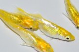 555　サマーセール！　特選個体！レモンスカッシュ（普通体型）　Lサイズ  4匹