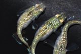552　サマーセール！　ペリドット（普通体型）Lサイズ  3匹