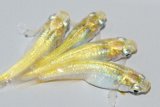 554　サマーセール！レアー個体！レモンエメラルダ（普通体型） 　LМサイズ  4匹