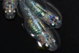 557　サマーセール！ 虹彩変化強！非透明鱗！スーパー魔王・改（ヒカリ体型）　LМサイズ　  3匹