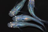 559　サマーセール！　ブラックオパールシャドー（普通体型）  　LМサイズ  6匹