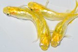 555　サマーセール！　特選個体！レモンスカッシュ（普通体型）　Lサイズ  4匹