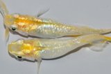 558　サマーセール！レモン月虹（ヒカリ体型）ＬМサイズ  3匹