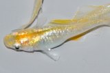 558　サマーセール！レモン月虹（ヒカリ体型）ＬМサイズ  3匹