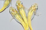 554　サマーセール！レアー個体！レモンエメラルダ（普通体型） 　LМサイズ  4匹