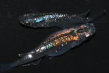 561　サマーセール！ＮＥW！超レアー個体！ブラッドムーン（普通体型） 　Lサイズ  1ペア