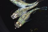 552　サマーセール！　ペリドット（普通体型）Lサイズ  3匹