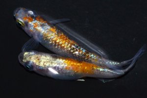 画像1: 553　サマーセール！安芸三色・JAPAN（普通体型）  　Lサイズ  1ペア