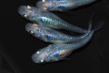 559　サマーセール！　ブラックオパールシャドー（普通体型）  　LМサイズ  6匹
