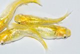 555　サマーセール！　特選個体！レモンスカッシュ（普通体型）　Lサイズ  4匹
