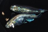 564　サマーセール！ＮＥW　特選美麗個体！エメラルダ・Ｒａｉｎｂｏｗ（普通体型）  Lサイズ　1ペア