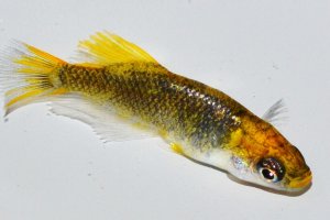 画像2: 566　　サマーセール！黒蜜レモン（ヒカリ体型）　Ｌサイズ  1ペア