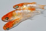 570　　サマーセール！ラメ美麗！レッドティアラ  　Lサイズ  3匹