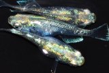 573　サマーセール！有望個体！  エメラルダ・RAINBOW（普通体型）　LМサイズ  3匹