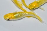 571　サマーセール！　特選個体！レモンスカッシュ（普通体型）　Lサイズ  4匹
