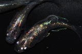 542　サマーセール！虹彩美麗！宝鱗無双（ヒカリ体型）　Lサイズ  3匹