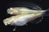 584　サマーセール！特上！ミルキーゴールドティアラ（普通体型）  　LМサイズ  1ペア