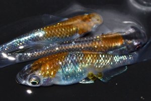 画像1: 586　サマーセール！ＮＥW！特選個体！ブランデーファントム（普通体型）　Lサイズ  3匹
