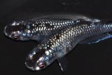 595　サマーセール!レアー特選個体！ブラックマンバ（普通体型）  　LМサイズ  1ペア