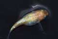 601　 サマーセール！　キャロットスター（普通体型） LМサイズ  3匹
