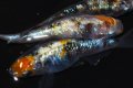 606　サマーセール！安芸三色（普通体型） Lサイズ・3匹
