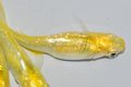 613　サマーセール！　特選個体！レモンスカッシュ（ヒカリ体型）　Lサイズ  4匹
