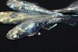 610　  エメラルダ・RAINBOW（普通体型）　Мサイズ  4匹