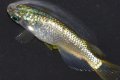 618　サマーセール！ＮＥW個体！鳳凰ティアラ（普通体型）LМサイズ  1ペア