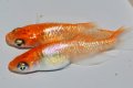 619　　サマーセール！レッドティアラ  　LМサイズ  3匹