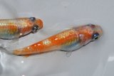 18　レアー個体！安芸あかね（同腹個体・普通体型）  　LМサイズ  3匹