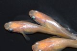 06　　ピンクローズメタル（ヒカリ体型）  　Ｌサイズ  4匹