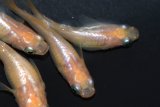 06　　ピンクローズメタル（ヒカリ体型）  　Ｌサイズ  4匹
