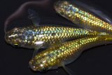 05　　ＮＥW個体！鳳凰ティアラ（普通体型）LМサイズ  3匹