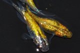 13　　ゴールドレモンティアラ（普通体型）　LМサイズ  3匹