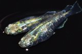 09極！エメラルダ・Rainbow（普通体型） 　Lサイズ  1ペア
